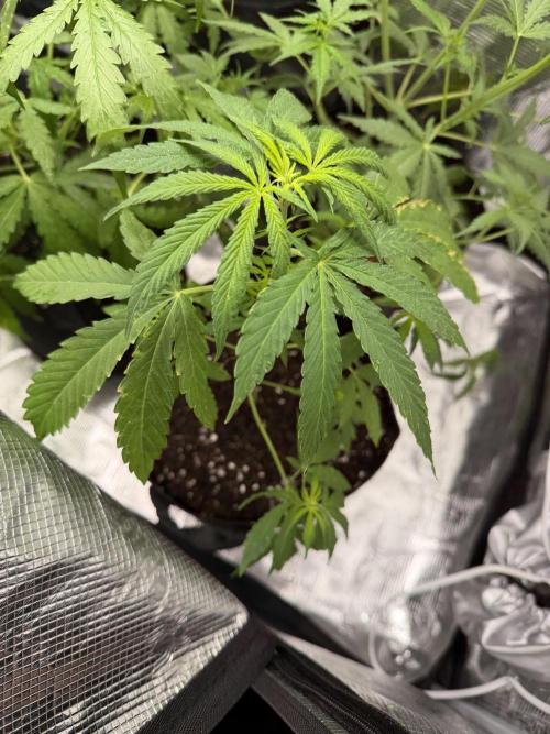 Growgus First Try. Week 5 - Licht ist wieder da - genauso wie Mangelerscheinungen 😢🌿