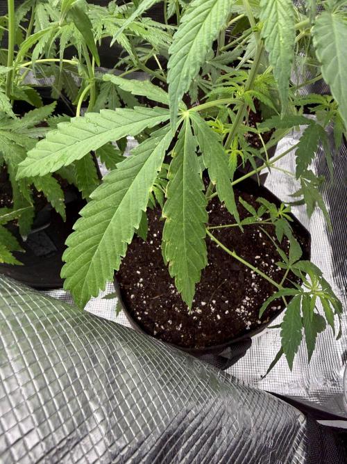 Growgus First Try. Week 5 - Wie geht’ s nun weiter? 🧐🌿