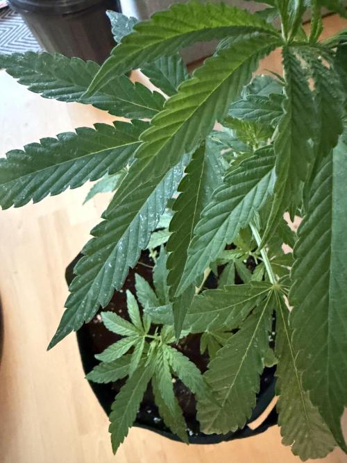 Growgus First Try. Week 6