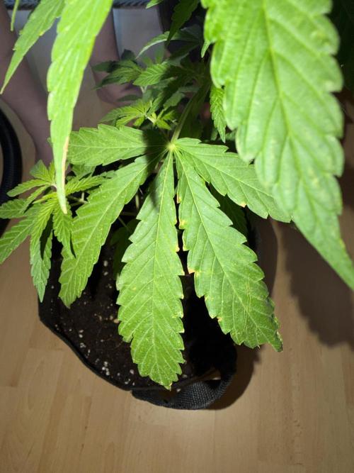 Growgus First Try. Week 6