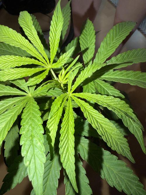 Growgus First Try. Week 6