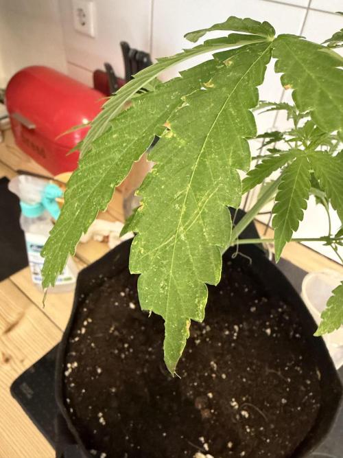 Growgus First Try. Week 6