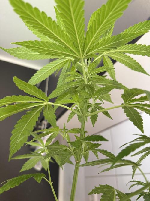 Growgus First Try. Week 6