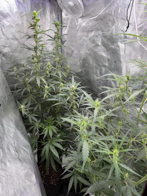 Growgus First Try. Week 8 - Die drei von der Tankstelle werden immer größer  📏