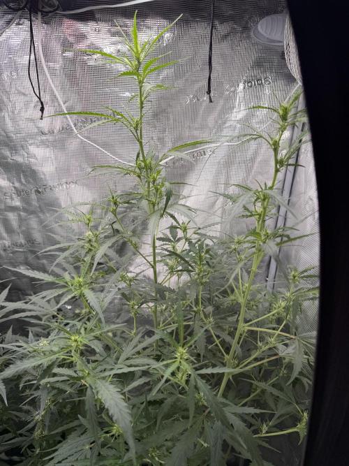 Growgus First Try. Week 8 - Unser Nachzügler hängt immer noch paar Tage hinterher, aber gibt alles mit den anderen mitzuhalten 🌱