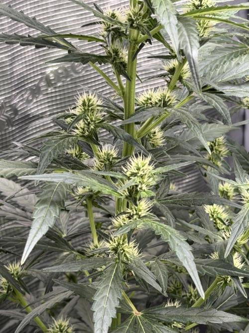 Growgus First Try. Week 8 - Während die Pistillen bei den Schwestern sehr deutlich ausgebildet sind …