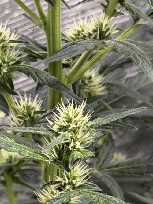 Growgus First Try. Week 8 - … außerdem sind die ersten kleinen Trichome auf den Zuckerblättern zu erkennen 🔍