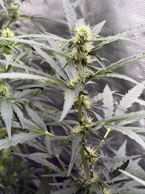 Gorilla Z Auto. Week 8
