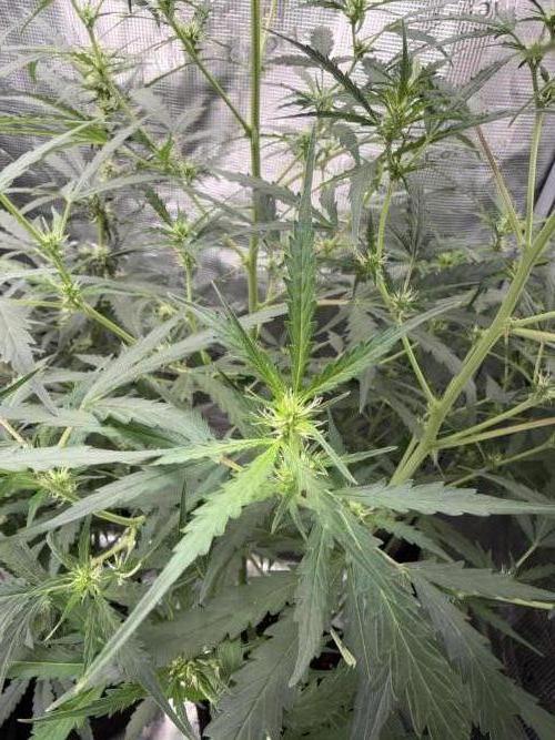 Growgus First Try. Week 8 - Die ersten Pistillen haben sich endlich gebildet 🌿