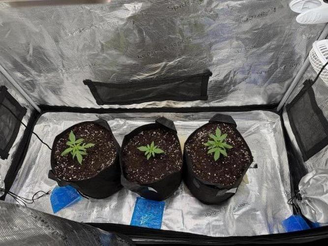 Growgus First Try. Week 3 - Es werden immer mehr & man täglich neue Blätter zählen 🌱