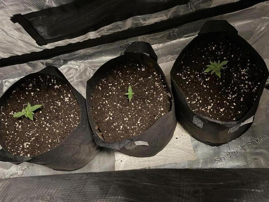 Growgus First Try. Week 2 - Die 3 von der Tanke 🌱