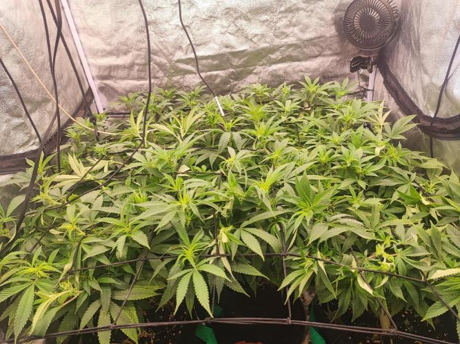 gmo scrog. Week 2