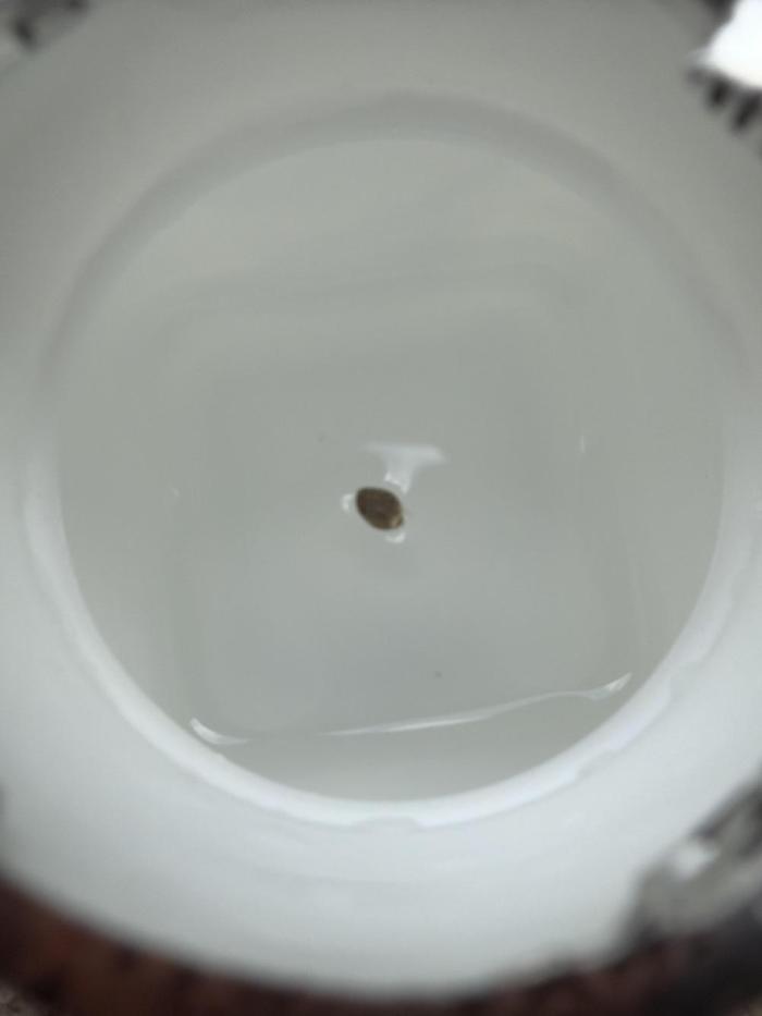 Runtz f1. Week 0 - H20 to start germination. Runtz f1 auto