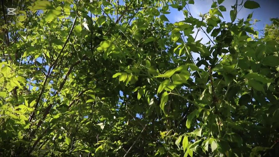 The OG Kush Canopy