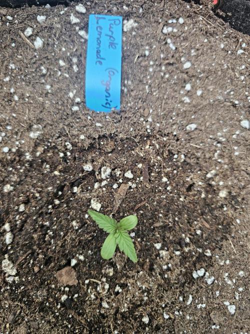 The Organic Purple Lemonade Stand. Week 0