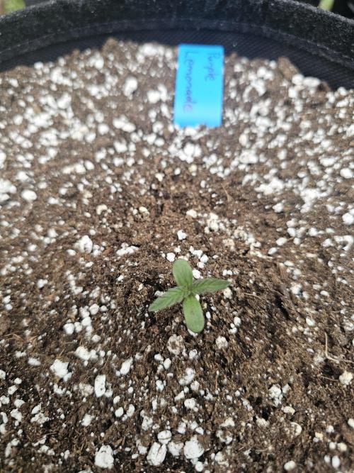 Fast Buds Outdoor Trilogy: Summer '26. Week 0