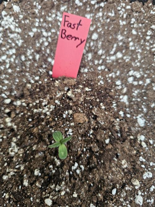 Fast Buds Outdoor Trilogy: Summer '26. Week 0