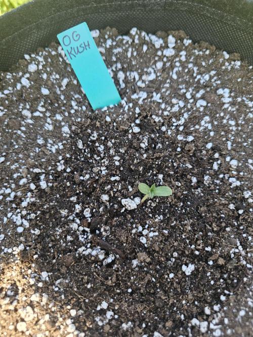 Fast Buds Outdoor Trilogy: Summer '26. Week 0