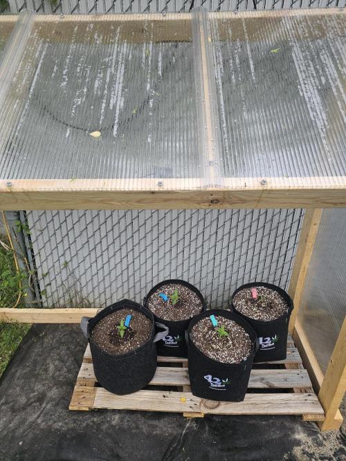 The Organic Purple Lemonade Stand. Week 1