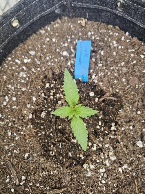 The Organic Purple Lemonade Stand. Week 1