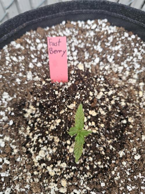 Fast Buds Outdoor Trilogy: Summer '26. Week 1
