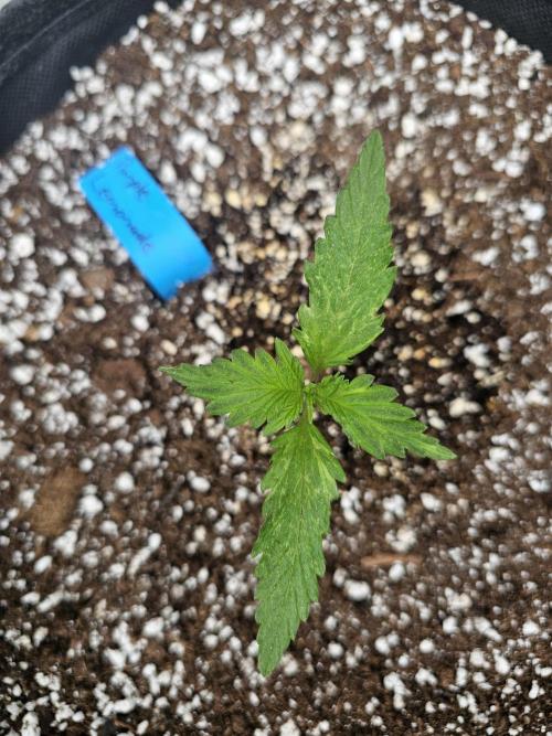 Fast Buds Outdoor Trilogy: Summer '26. Week 1