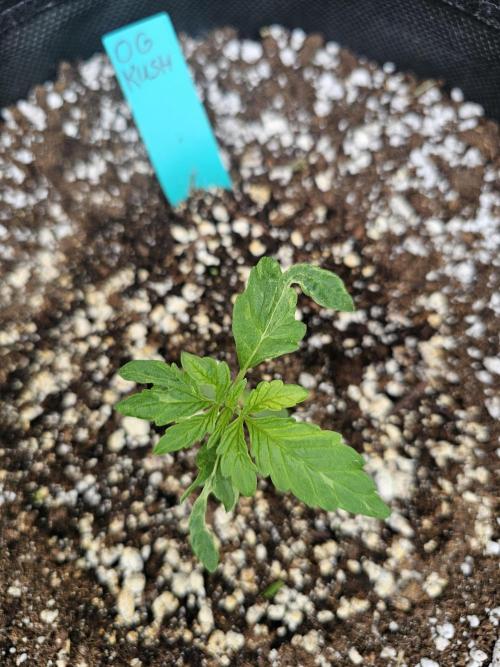 Fast Buds Outdoor Trilogy: Summer '26. Week 1