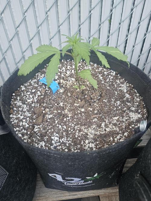 Fast Buds Outdoor Trilogy: Summer '26. Week 2