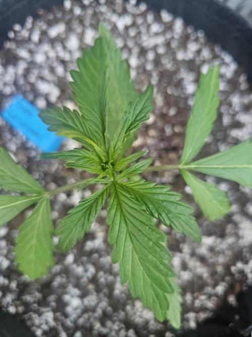Fast Buds Outdoor Trilogy: Summer '26. Week 2
