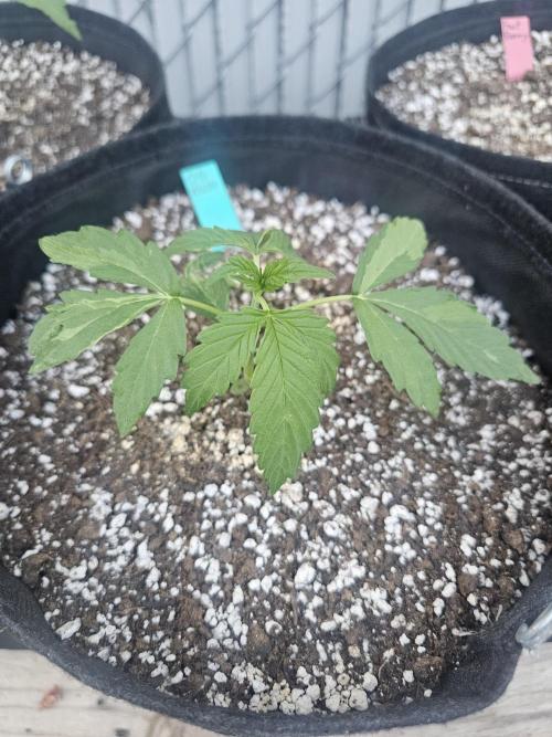 Fast Buds Outdoor Trilogy: Summer '26. Week 2