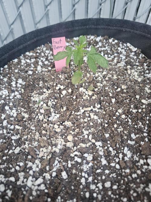 Fast Buds Outdoor Trilogy: Summer '26. Week 2