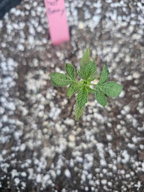 Fast Buds Outdoor Trilogy: Summer '26. Week 2