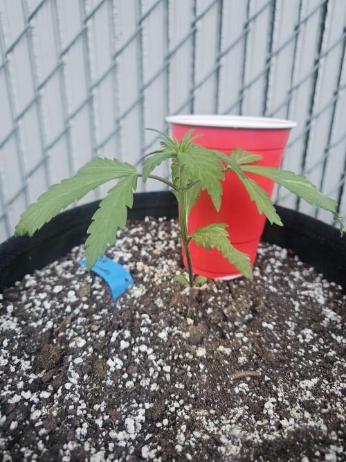 Fast Buds Outdoor Trilogy: Summer '26. Week 2