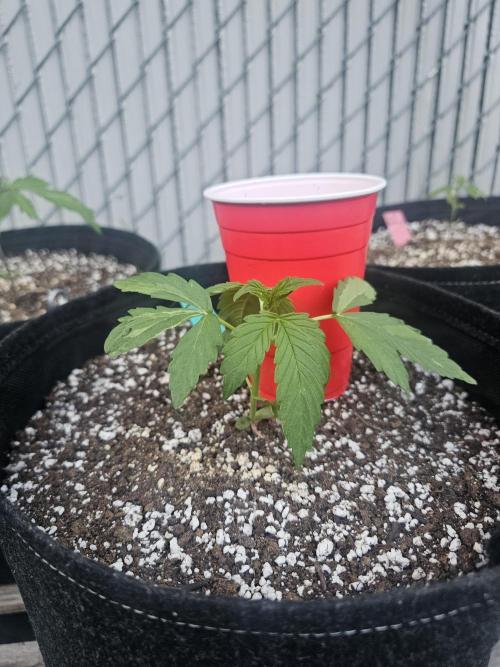 Fast Buds Outdoor Trilogy: Summer '26. Week 2