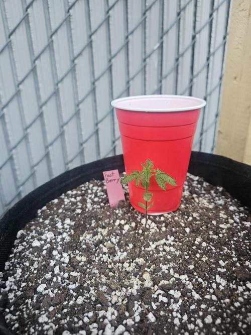 Fast Buds Outdoor Trilogy: Summer '26. Week 2