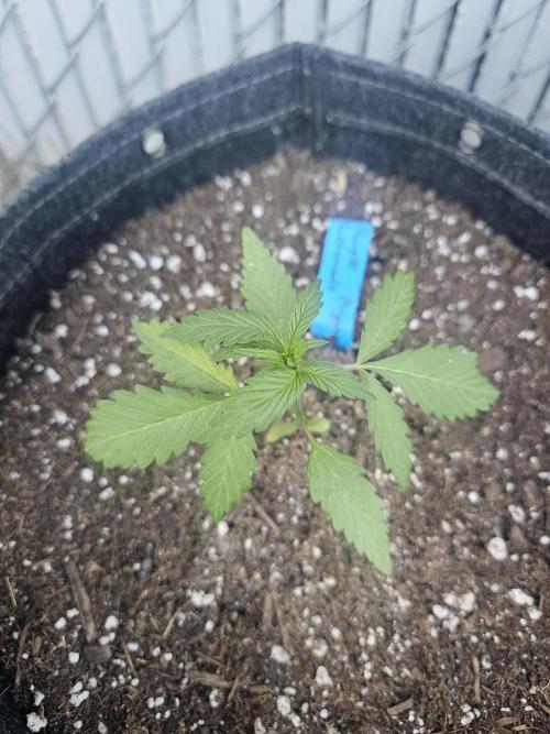 The Organic Purple Lemonade Stand. Week 2