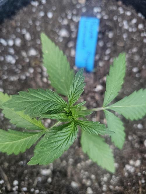 The Organic Purple Lemonade Stand. Week 2