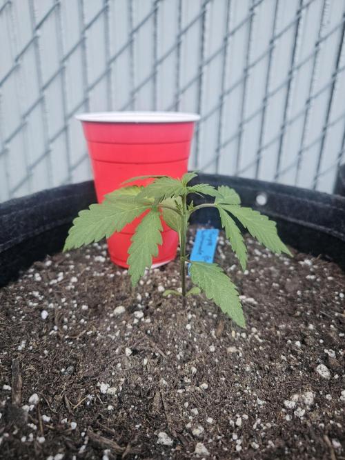 The Organic Purple Lemonade Stand. Week 2