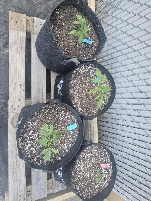 The Organic Purple Lemonade Stand. Week 2