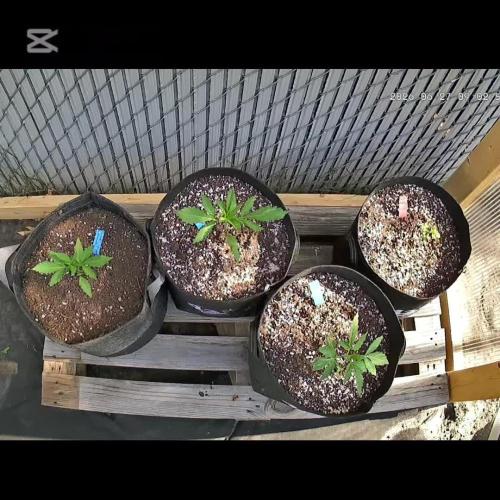 Fast Buds Outdoor Trilogy: Summer '26