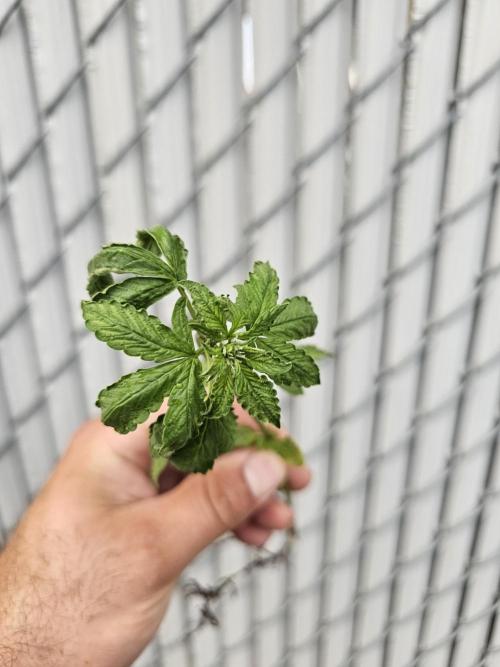 Fast Buds Outdoor Trilogy: Summer '26. Week 3 - Fast berry tossed