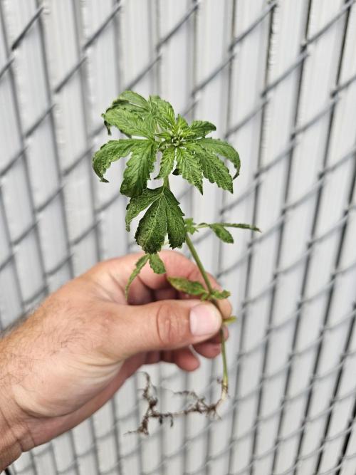 Fast Buds Outdoor Trilogy: Summer '26. Week 3 - Fast berry tossed