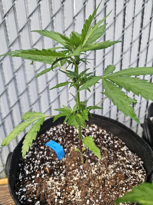 Fast Buds Outdoor Trilogy: Summer '26. Week 3