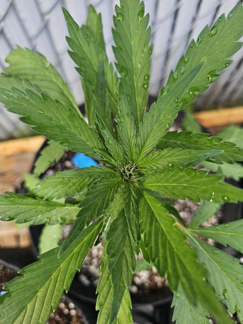 Fast Buds Outdoor Trilogy: Summer '26. Week 3