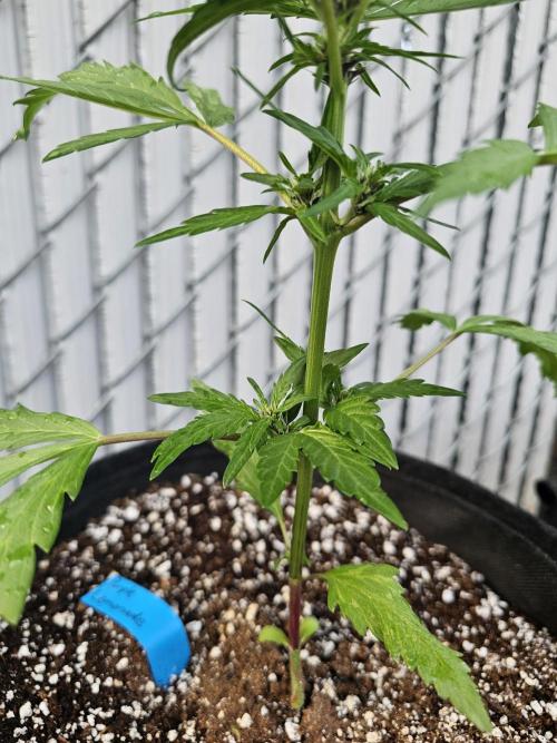Fast Buds Outdoor Trilogy: Summer '26. Week 3