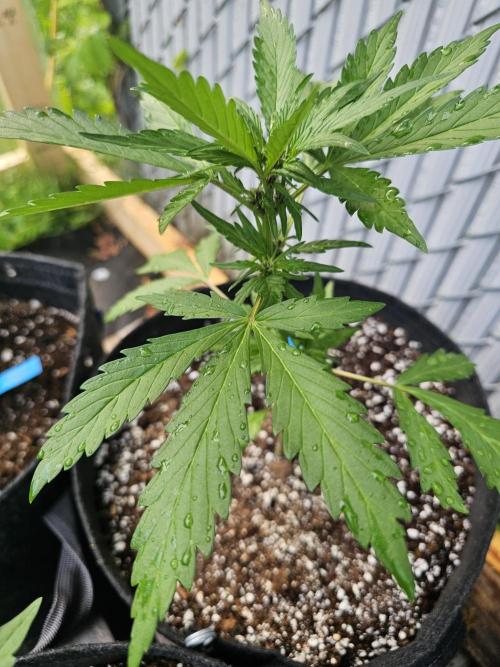 Fast Buds Outdoor Trilogy: Summer '26. Week 3