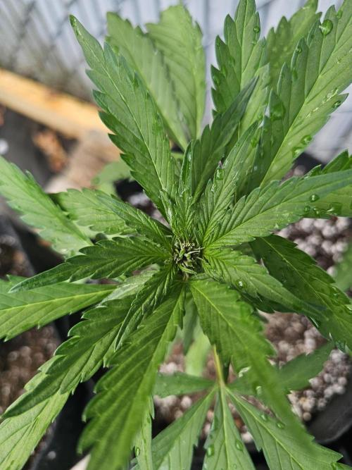 Fast Buds Outdoor Trilogy: Summer '26. Week 3