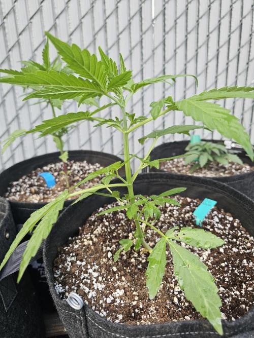 Fast Buds Outdoor Trilogy: Summer '26. Week 3
