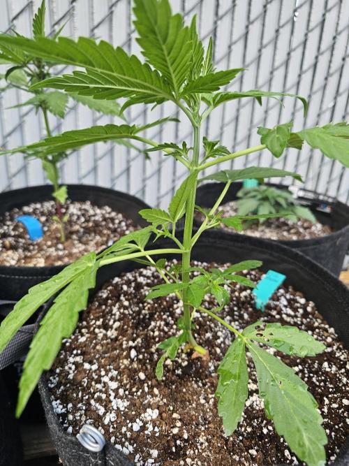 Fast Buds Outdoor Trilogy: Summer '26. Week 3