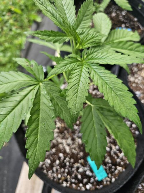 Fast Buds Outdoor Trilogy: Summer '26. Week 3